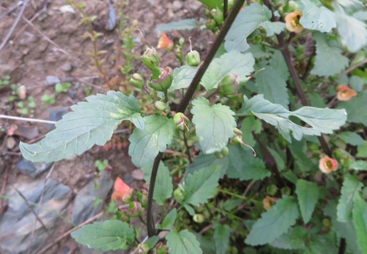Scrophularia 16