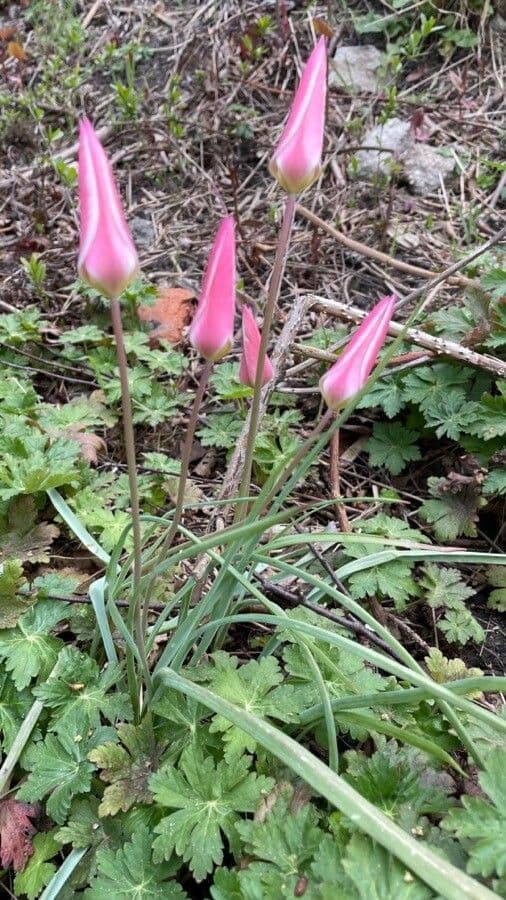 Clusius-Tulpe 14