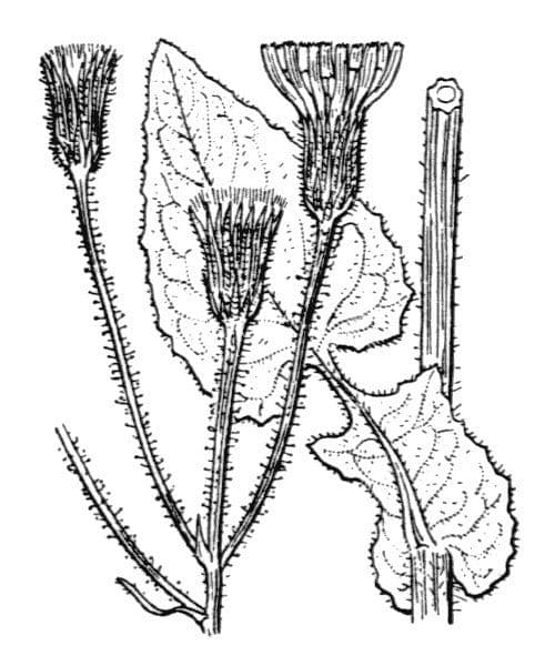 Radicchiella 18