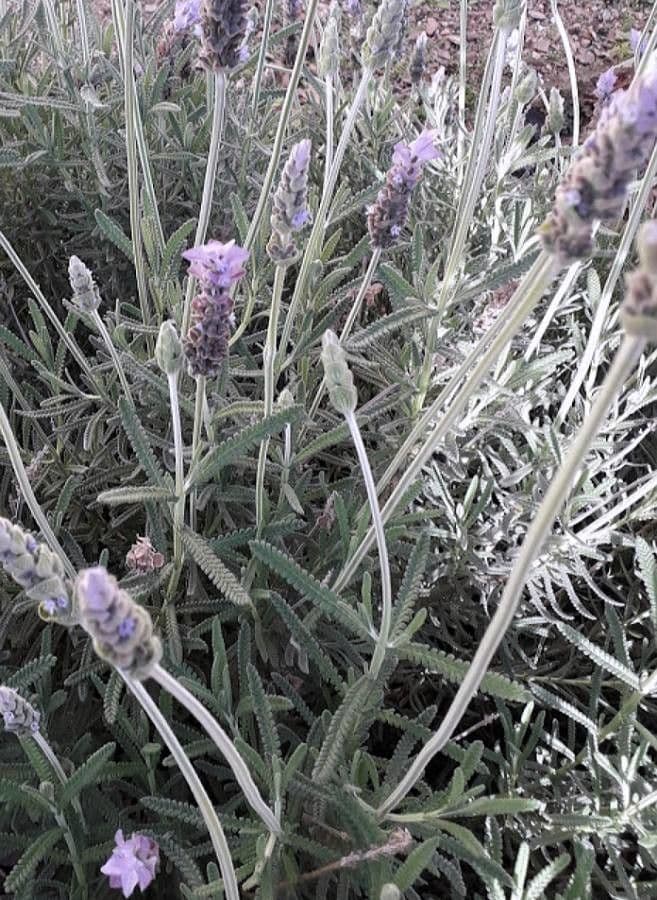 Lavanda dentata 28