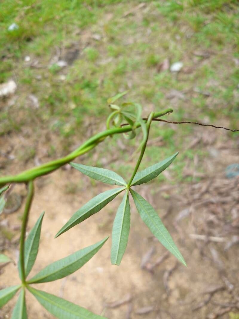 Ipomea 3