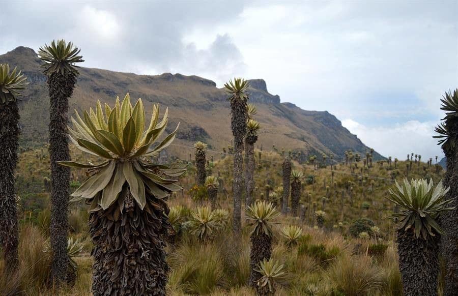 Frailejón 14