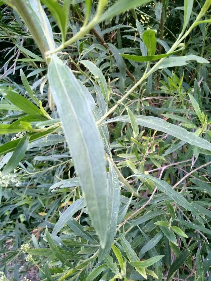 Baccharis 9