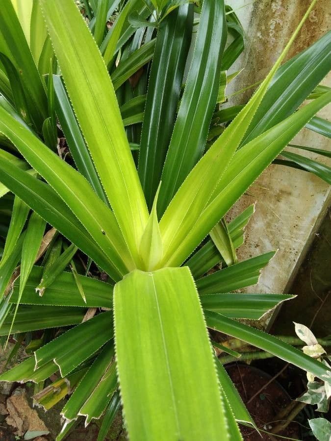Pandanus tectorius 19