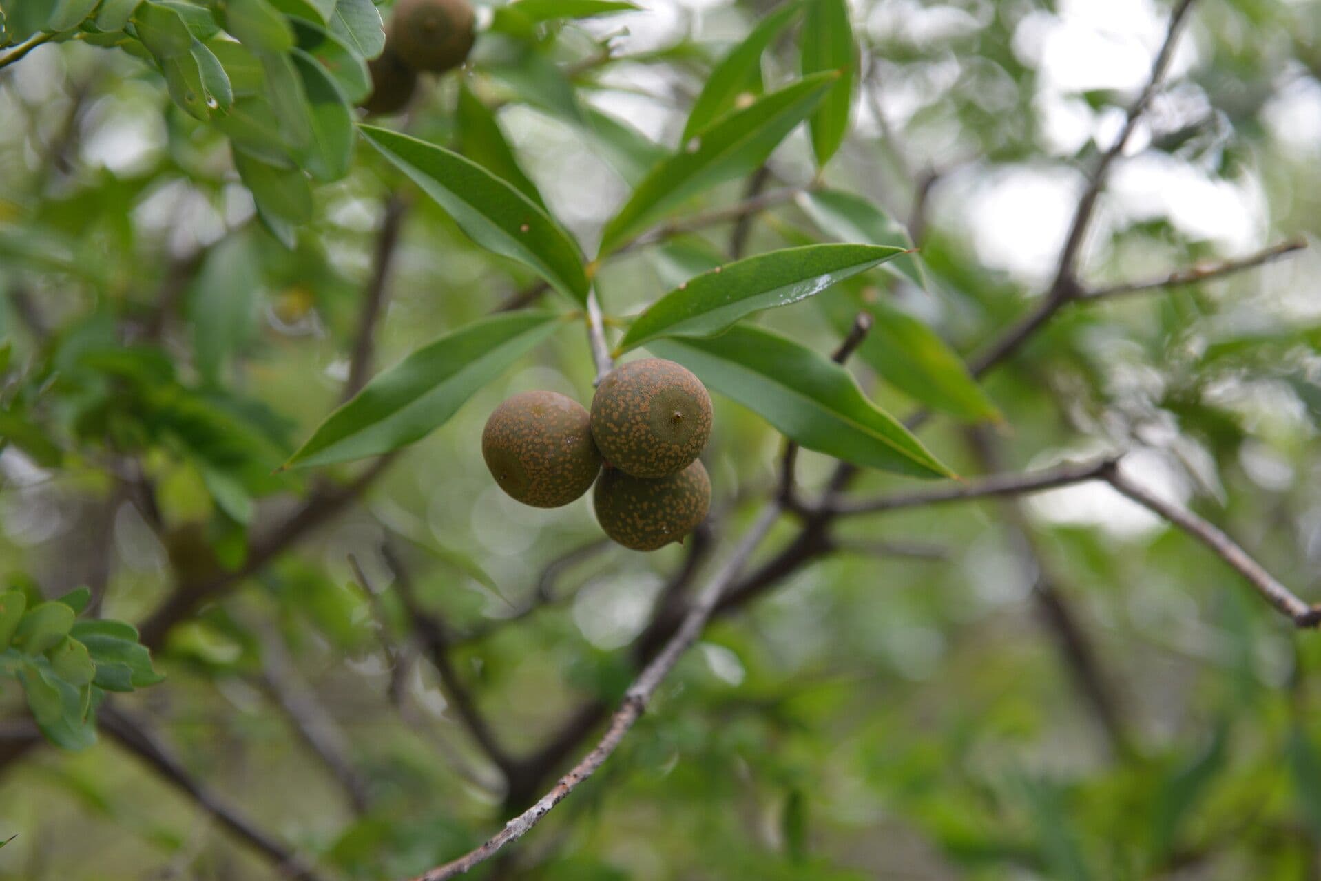 Bonellia 4