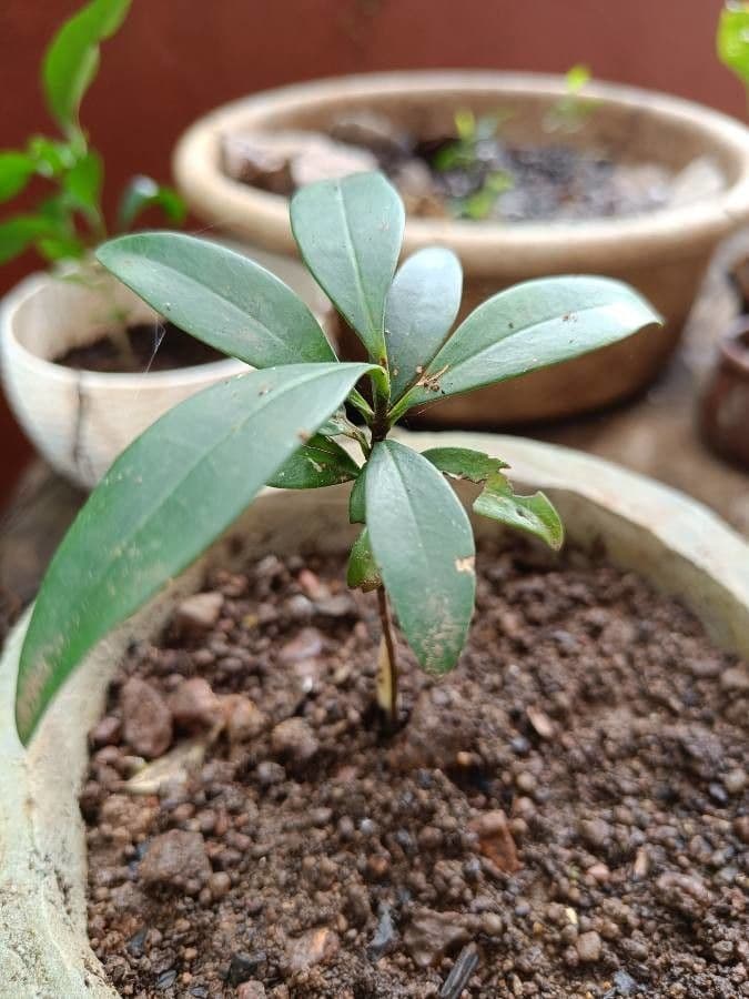 Garcinia 5