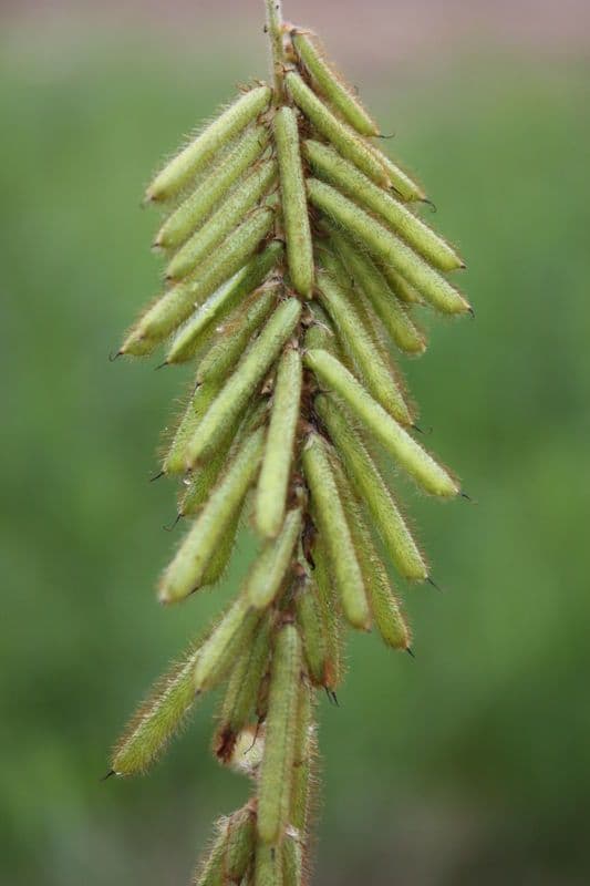 Indigofera 2
