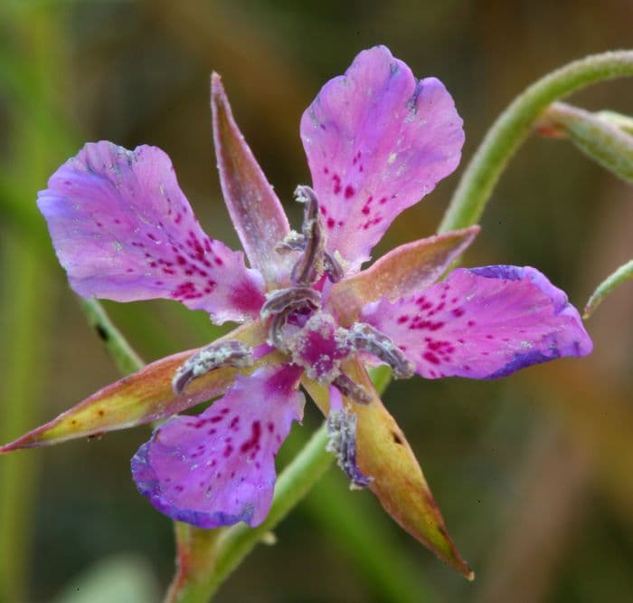 Clarkia romboidale 5