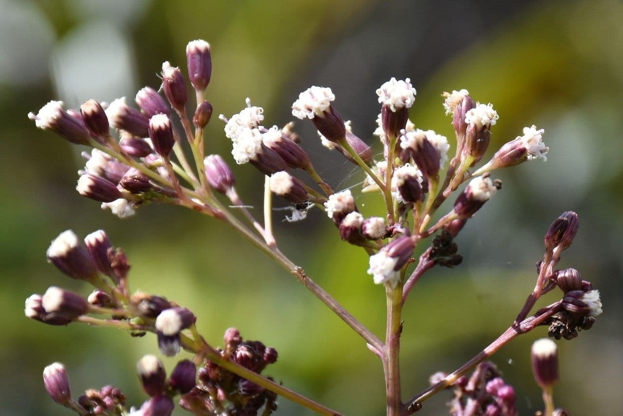 Faujasiopsis