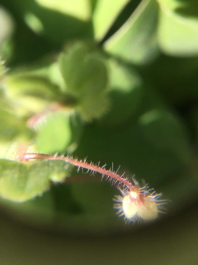 Veronica cymbalaria 23