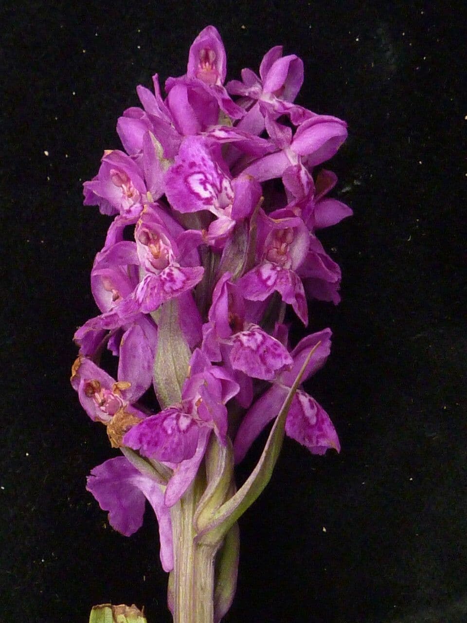 Prstnatec hatagirea
