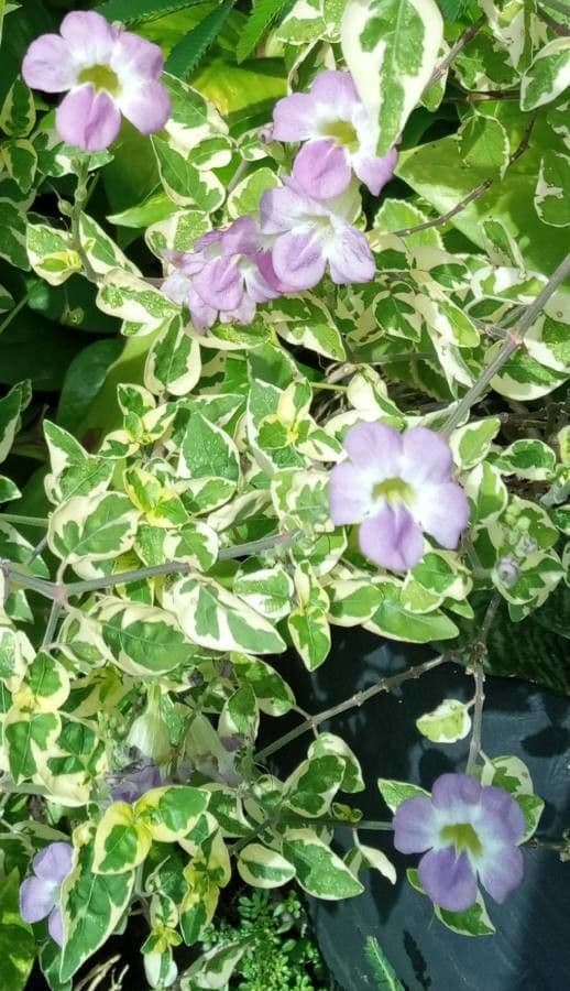 Violeta china 19