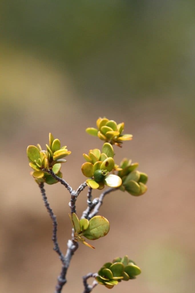 Psicotria 3