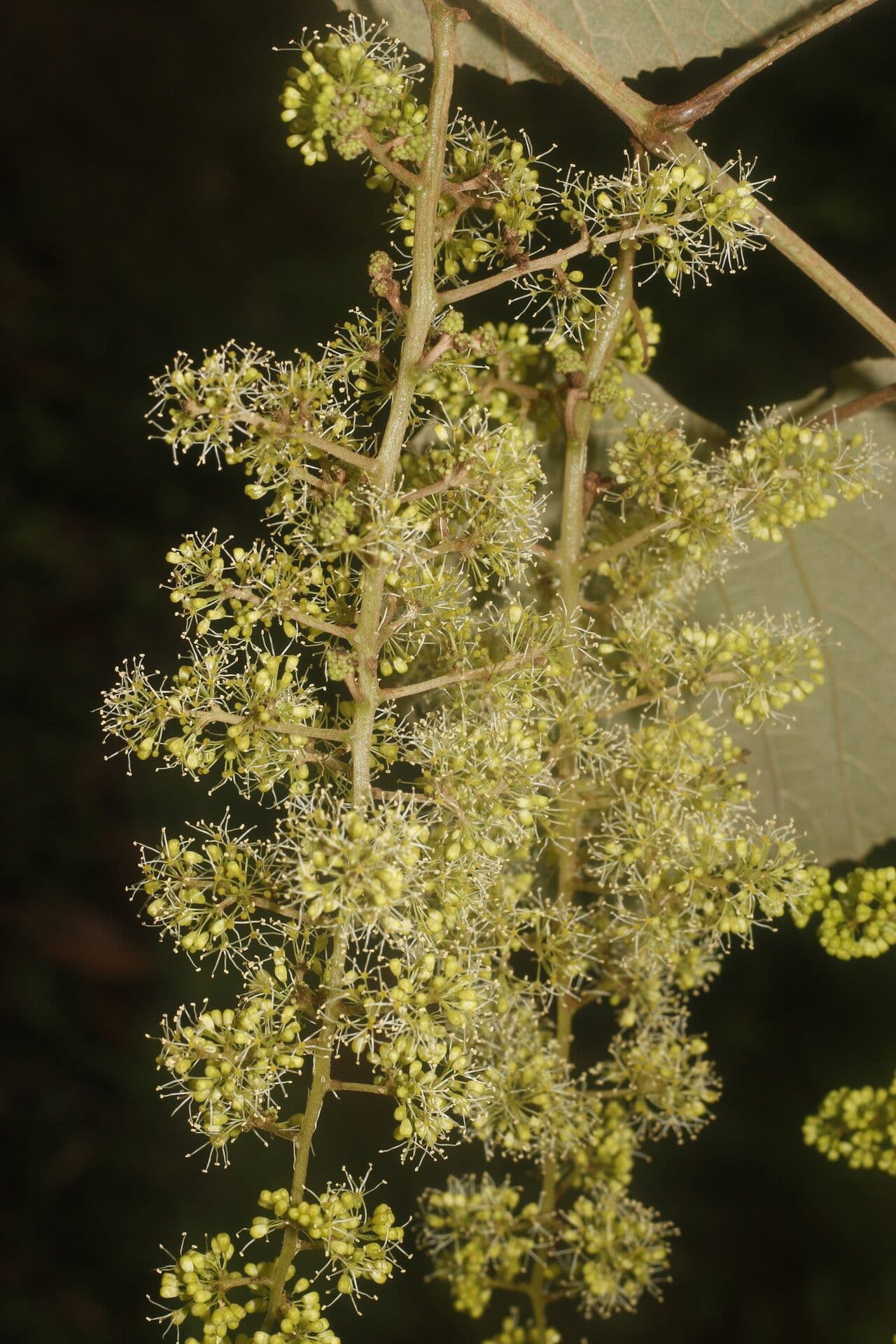 Vitis tiliifolia 13
