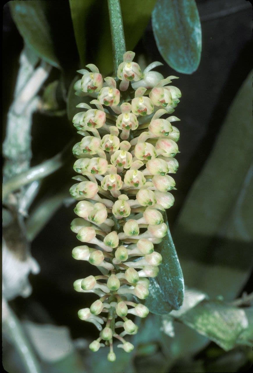 Robiquetia 2