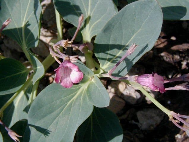 Cycladenia 6