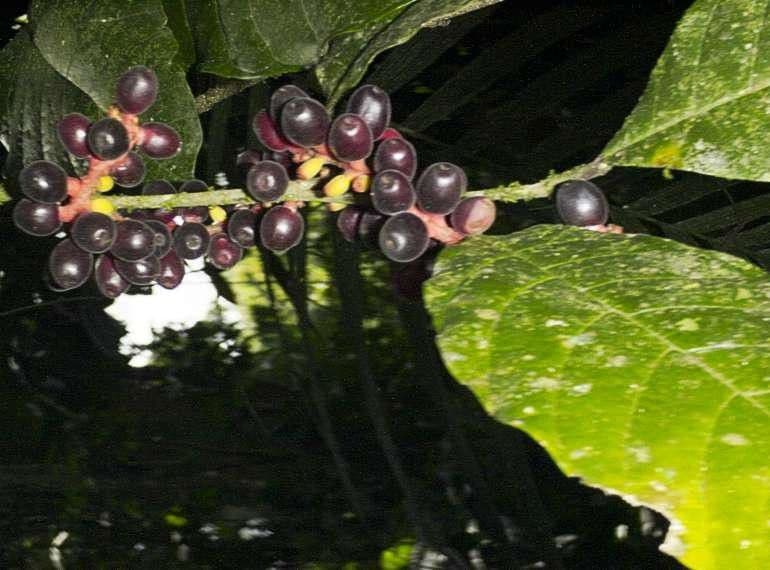 Sorocea 3