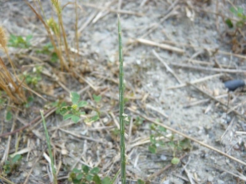 Hainardia cylindrica 6