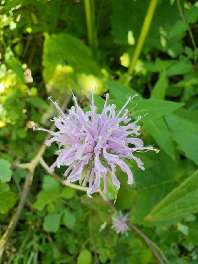Monarda 10
