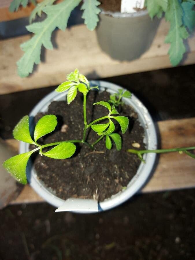 Gynostemma pentaphyllum 5