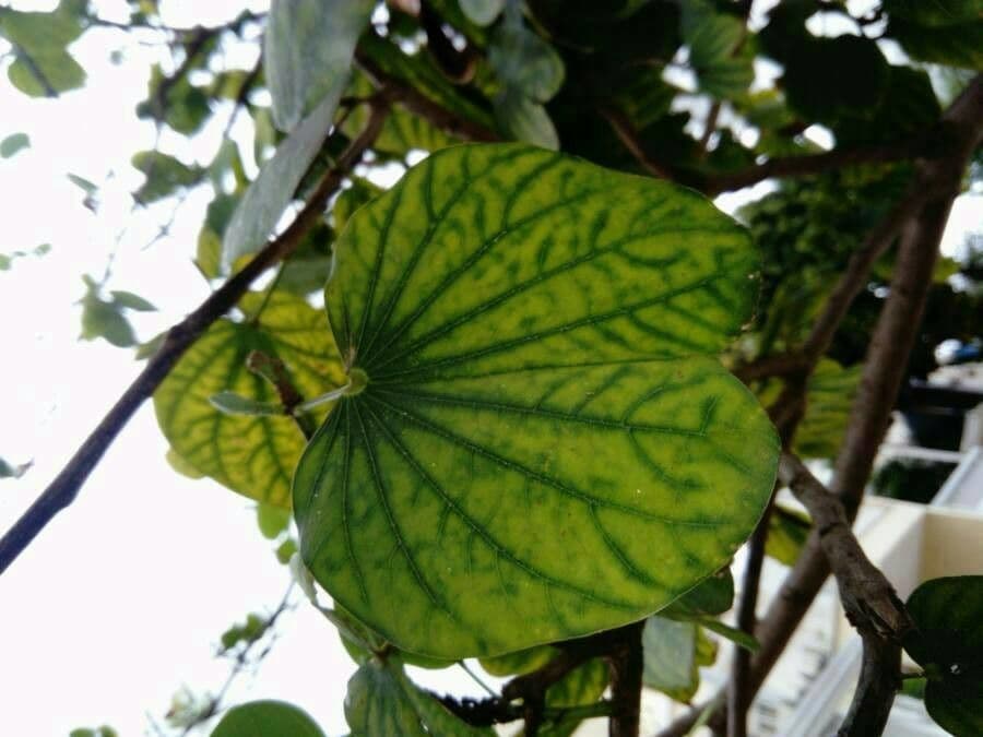 Bauhinia variegata 20