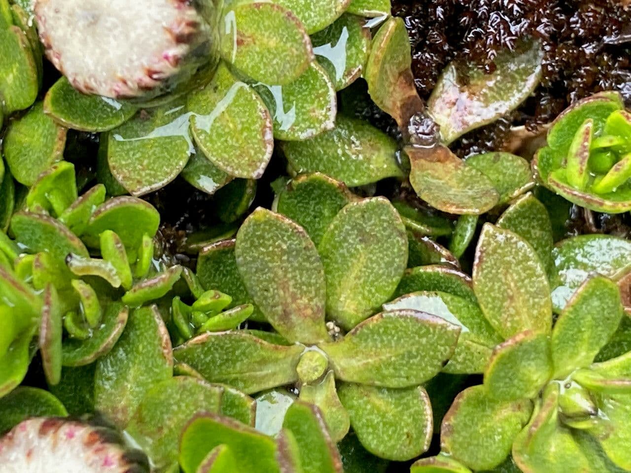 Baccharis 12