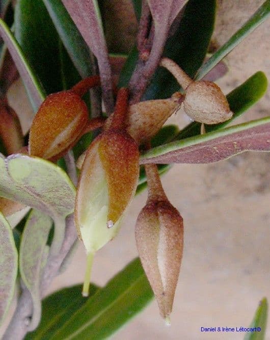 Planchonella a stilo sottile