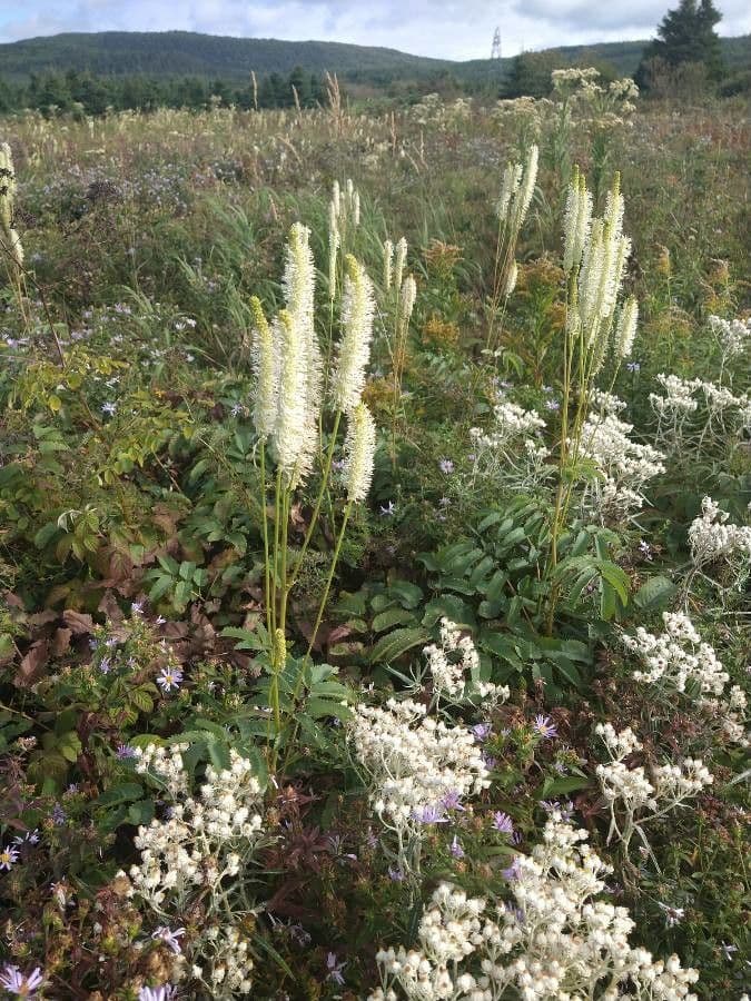 Sanguisorba canadese 11