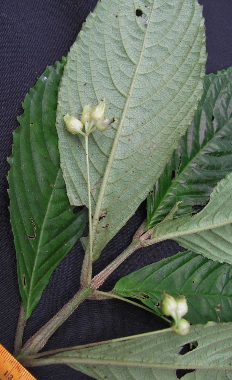 Gasteranthus 8