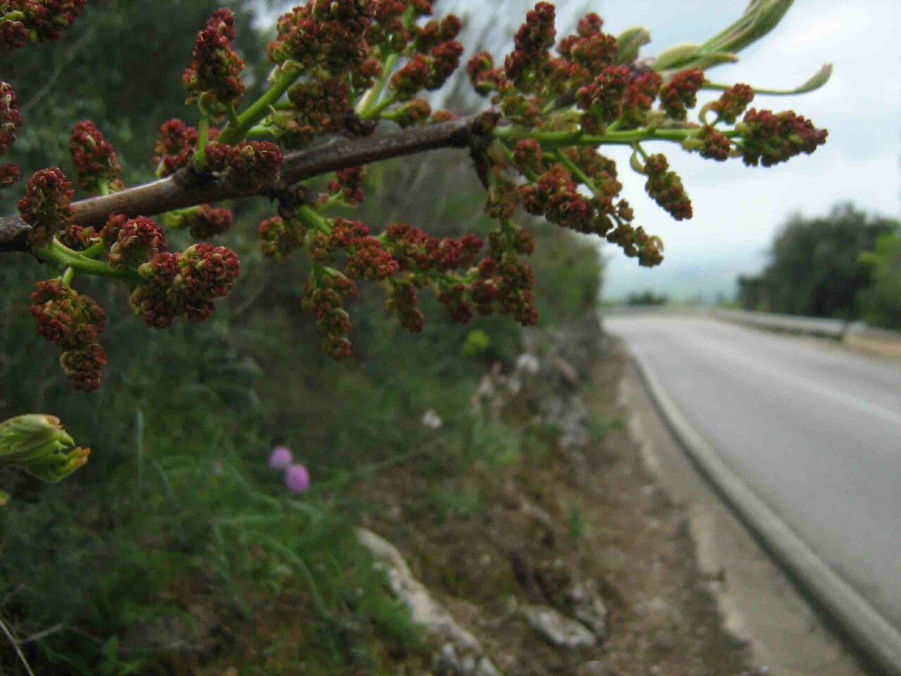 Cornicabra 6