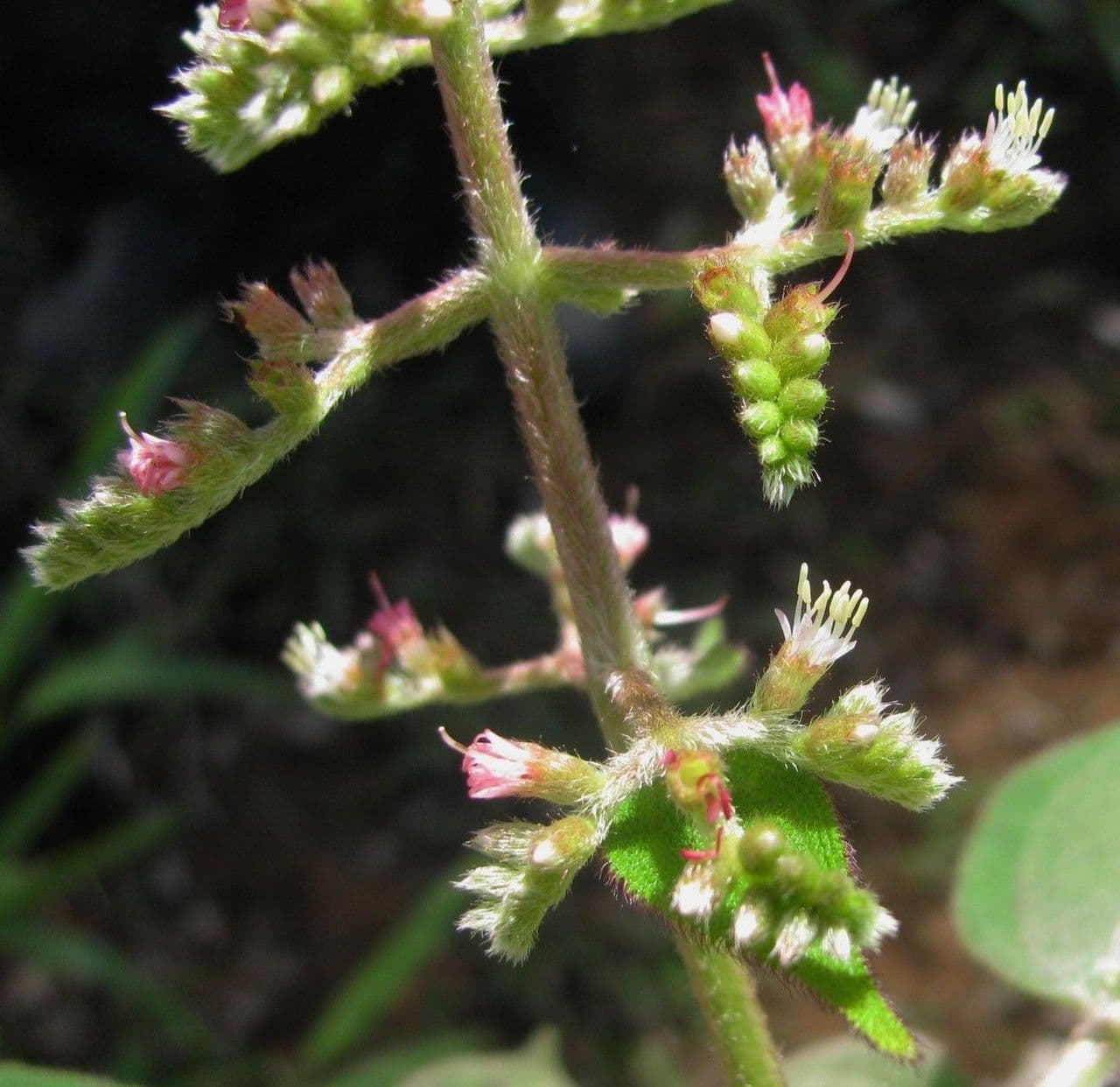 Miconia 3