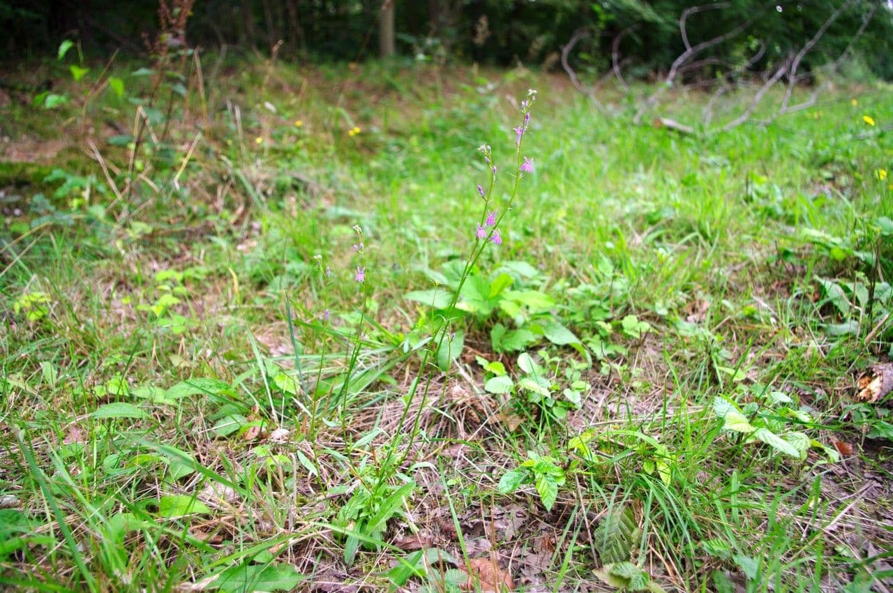 Lobelia urens 7