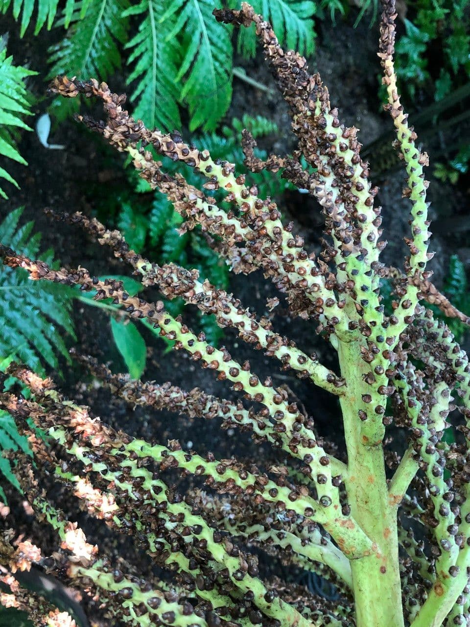 Palma Nikau 12