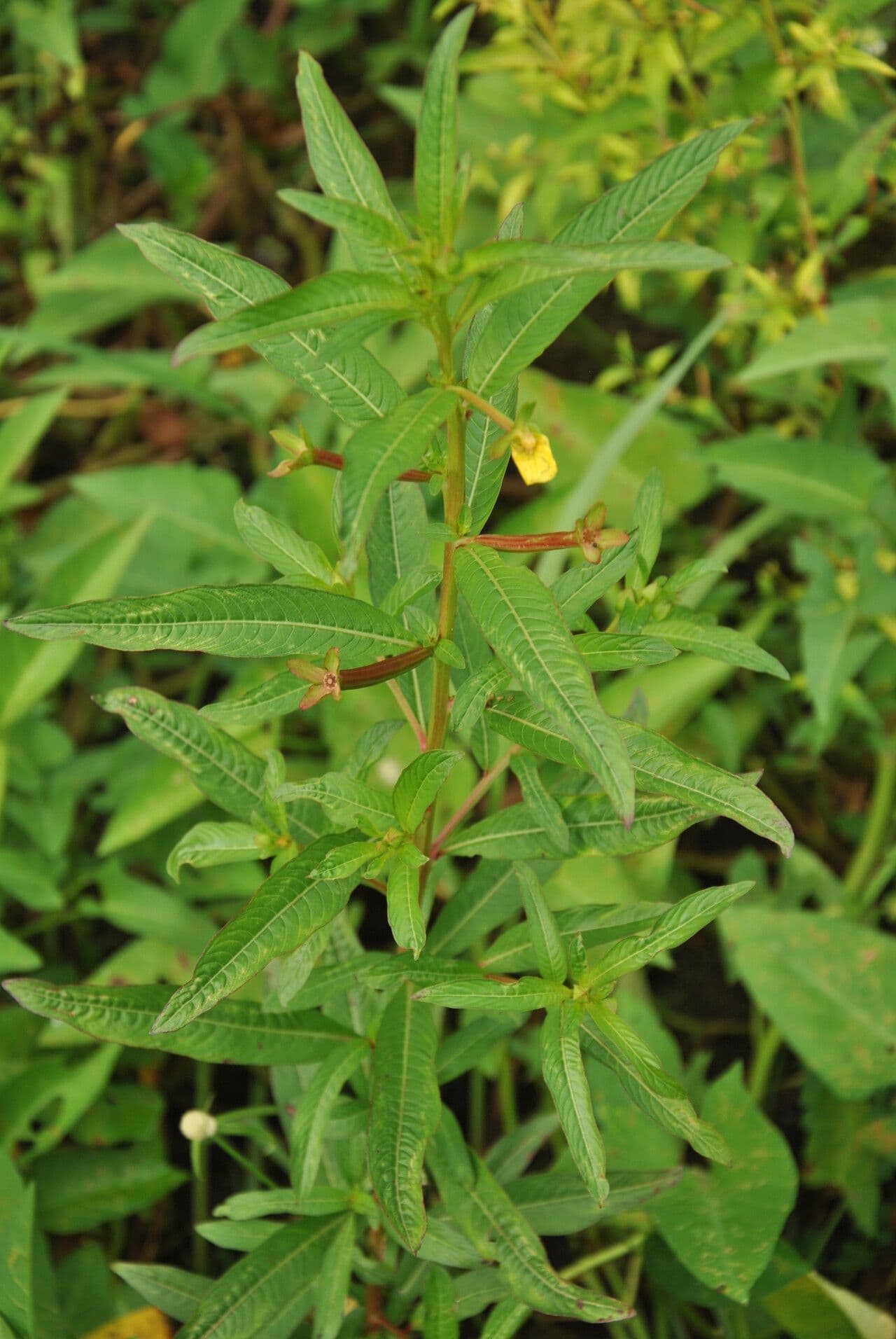 Ludwigia 18