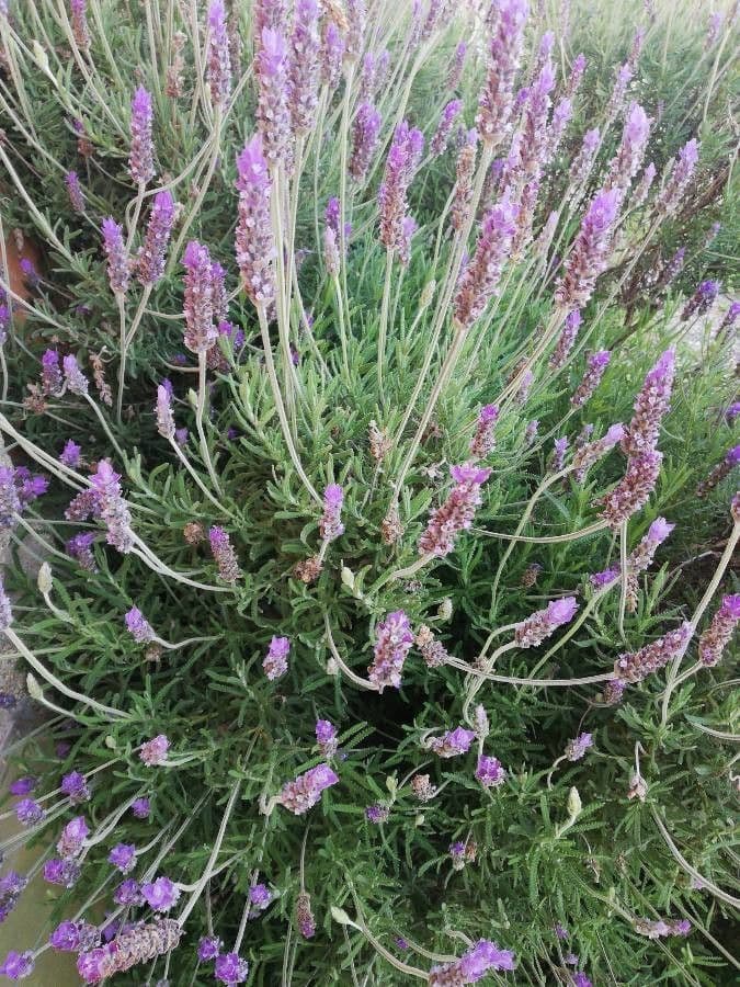 Lavanda 5