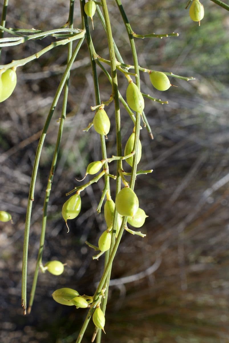 Rhamnus