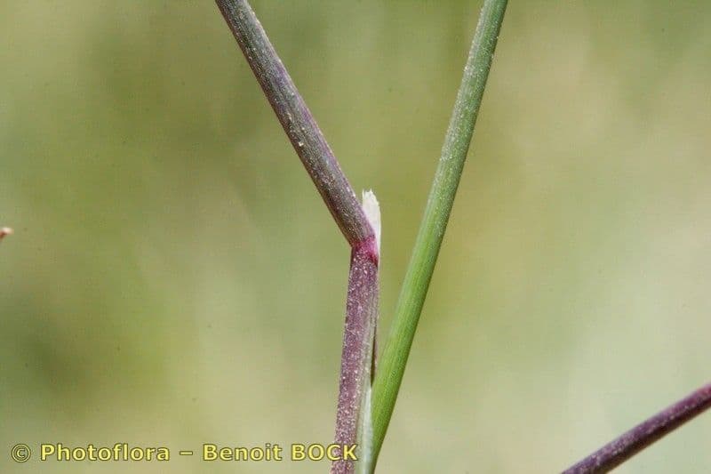 Blaugrüne Grannen-Rispengras 18