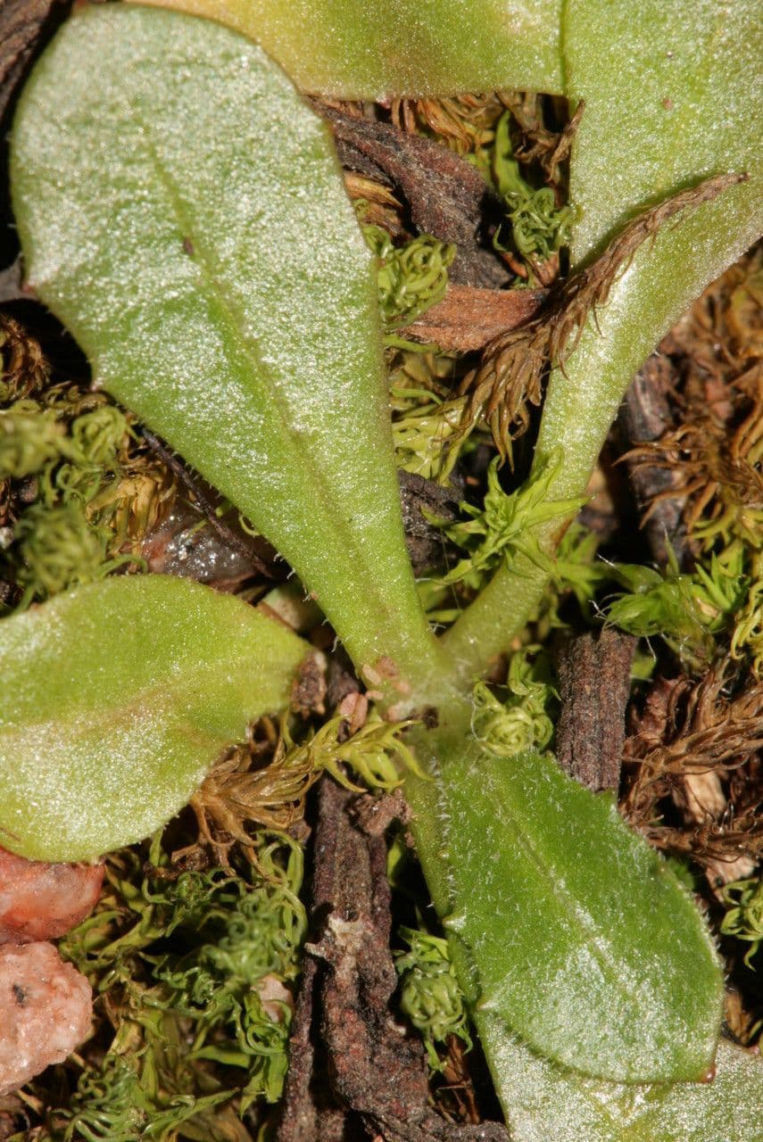 Tolpis 10