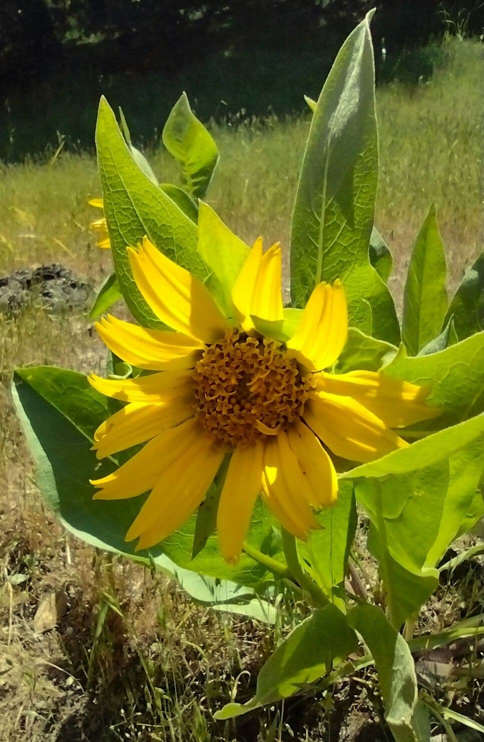 Wyethia helenioides 7