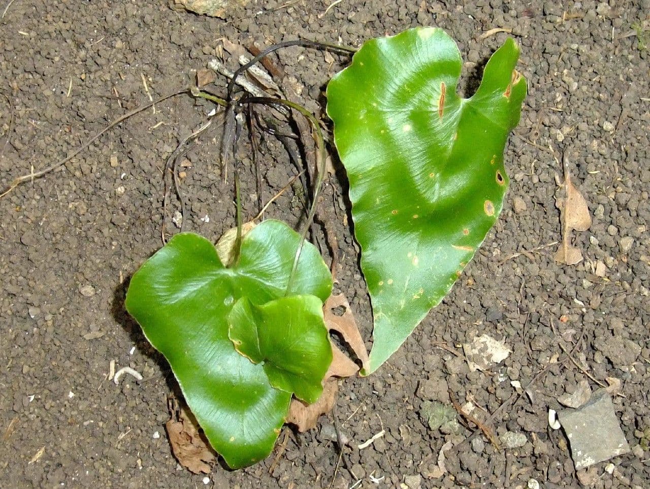 Asplenium hemionitis 12