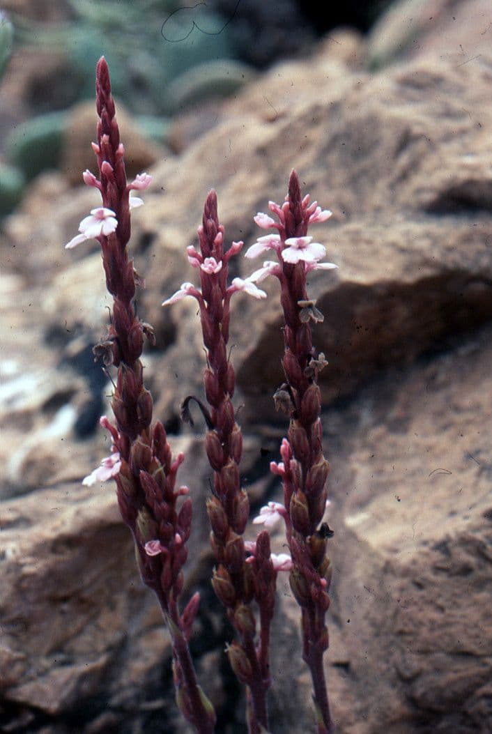 Striga gesnerioides 3