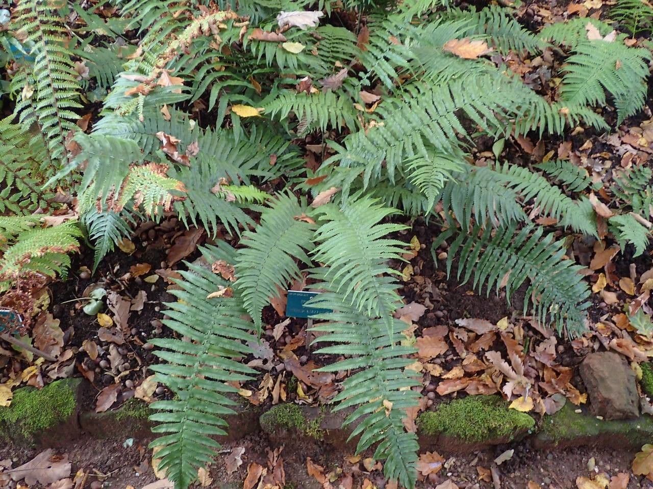 Dryopteris 4