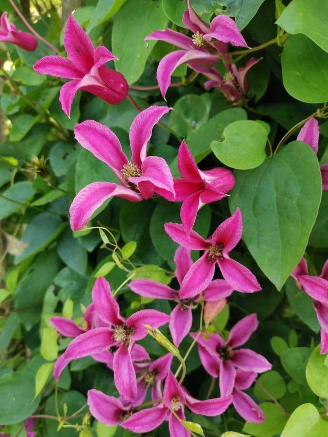 Clematis 16