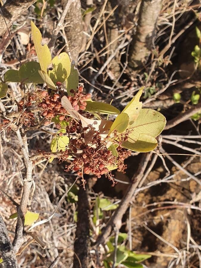 Searsia natalensis 5