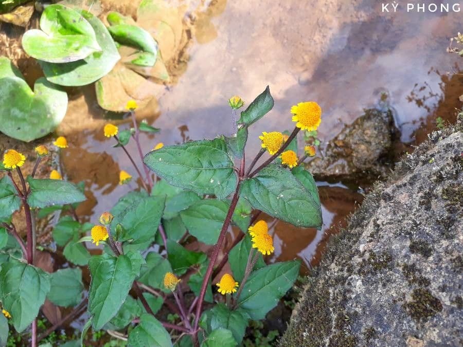 Acmella paniculata