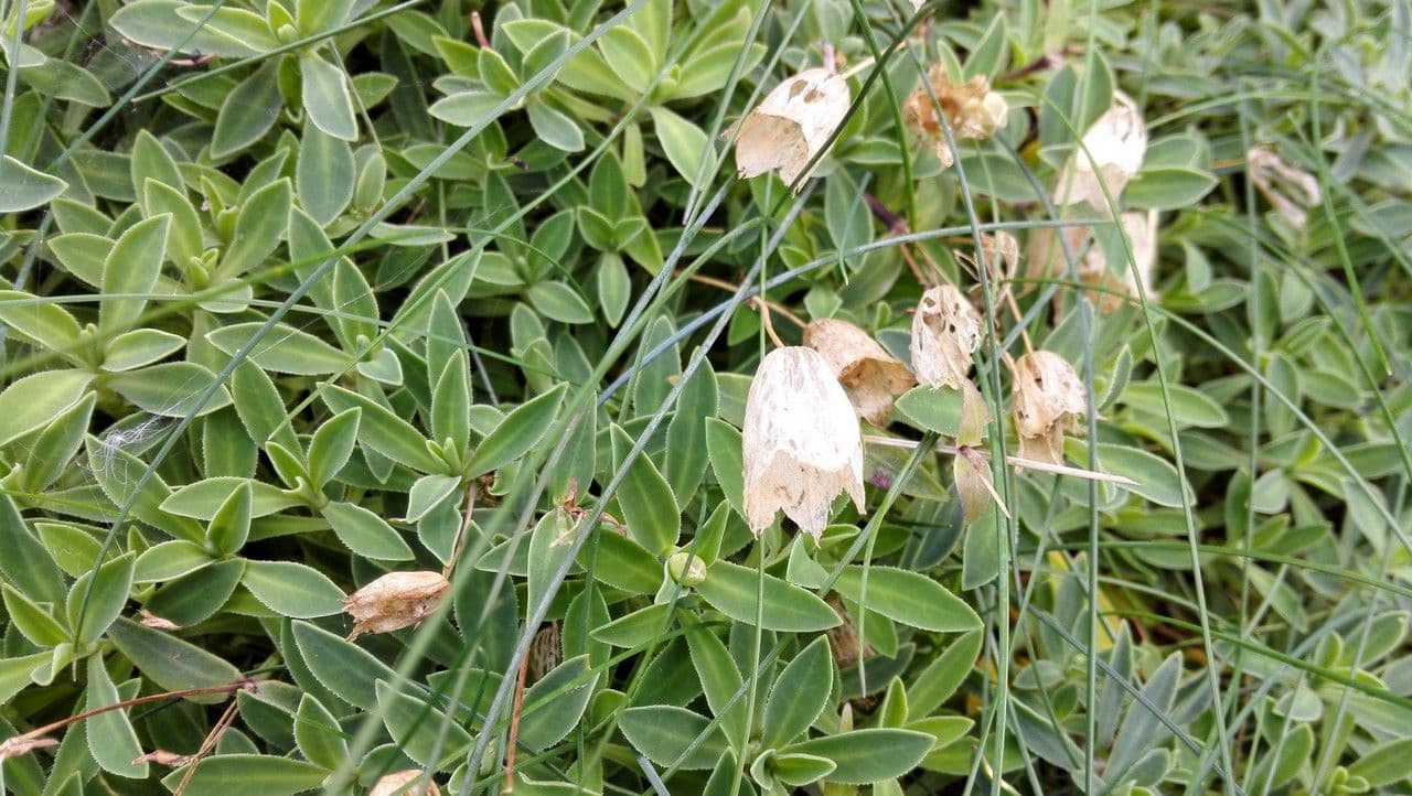 Silene a un fiore 6