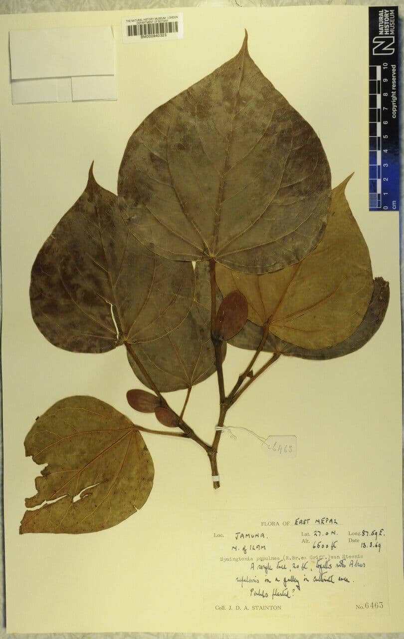Exbucklandia 4