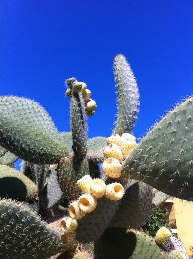 Opuntia leucotricha 2