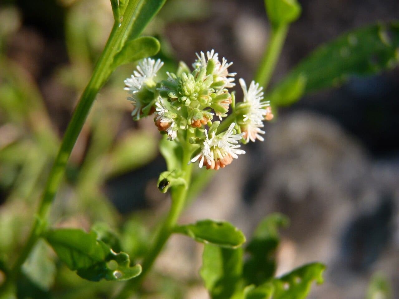 Reseda comune 30