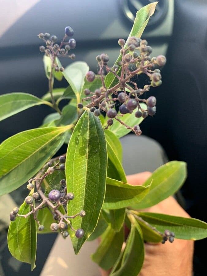 Miconia ligustroides 5